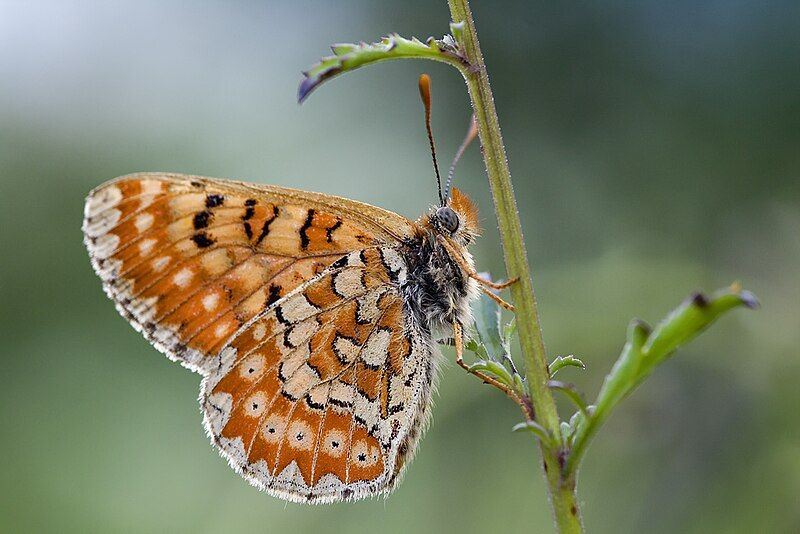 File:Euphydryas desfontainii1.jpg