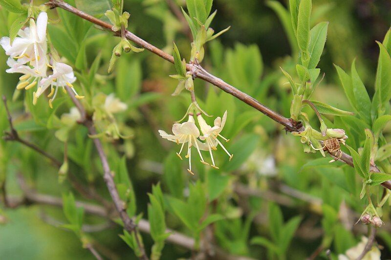 File:Fleur de jasmin.JPG