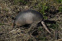 A hard-shelled mammals with long ears and nose.