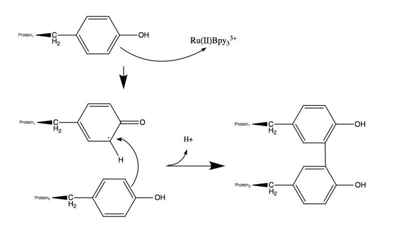 File:Forming dimers.png