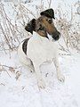 Fox Terrier (Smooth)