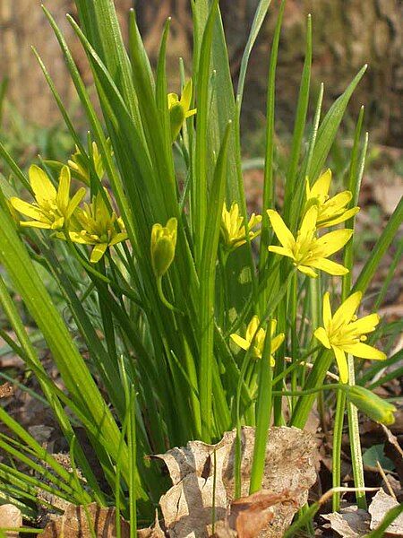 File:Gagea whole plant.jpg