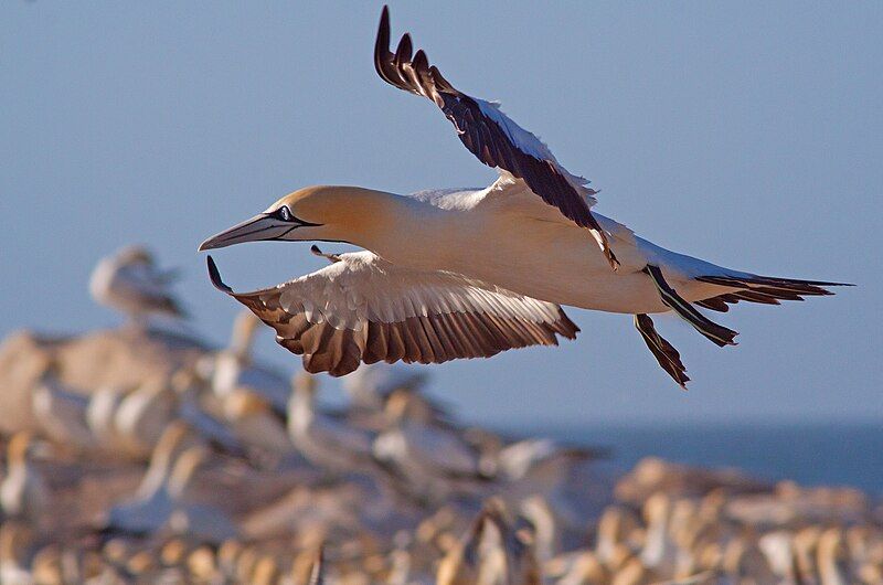 File:Gannet coming in.jpg