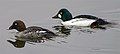 Common Goldeneye