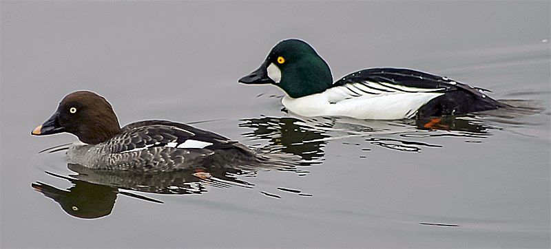 File:Goldeneyepair.jpg