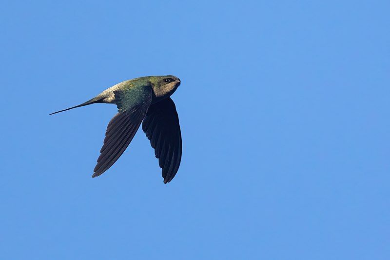 File:Grey-rumped Treeswift 0A2A6147.jpg