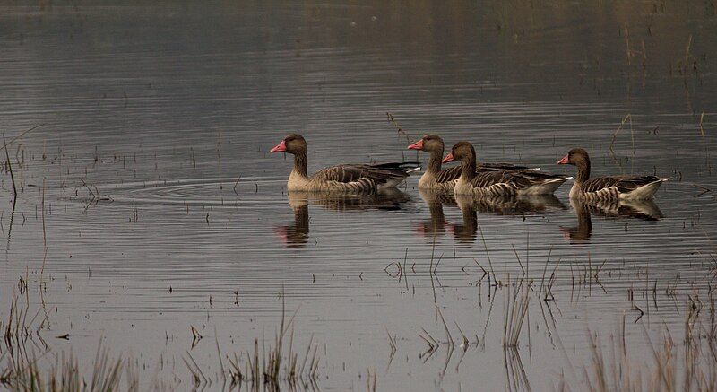 File:Greylag Geese, Sultanpur.jpg