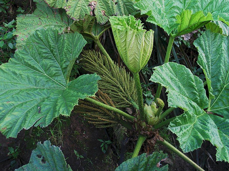 File:Gunnera petaloïdea (4743768827).jpg