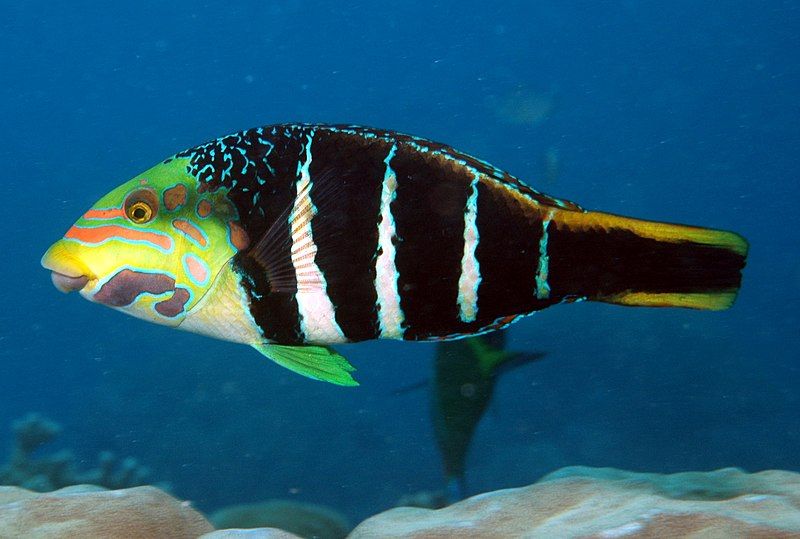 File:Hemigymnus fasciatus.jpg