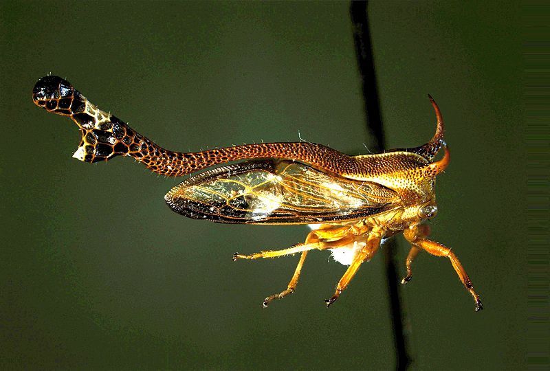 File:Heteronotus delineatus Panguana.jpg