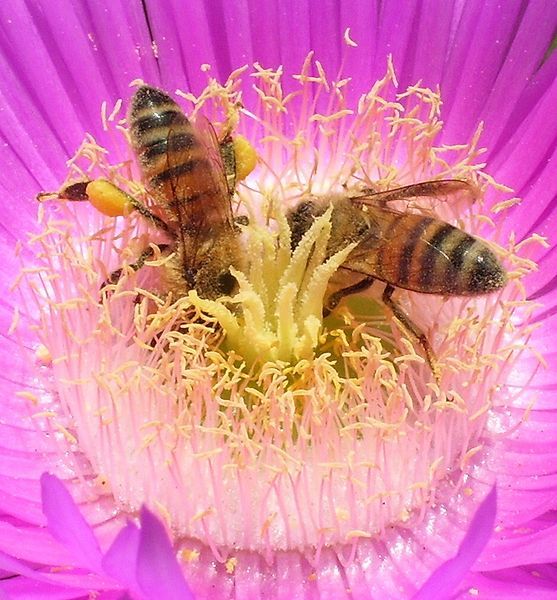 File:Honeybee pollen basket.JPG