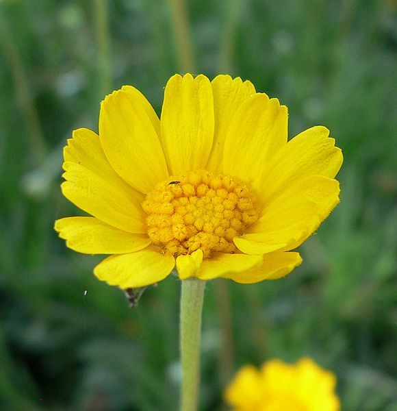 File:Hymenoxis acaulis flower.jpg