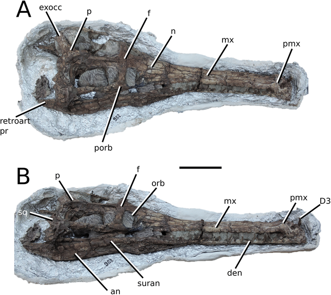 File:Indosinosuchus kalasinensis.png