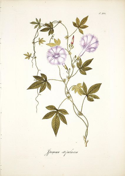 File:Ipomoea stipulacea Scharf.jpg