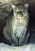 Jaguarundi