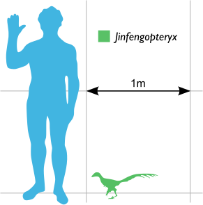 File:Jinfengopteryx Scale.svg