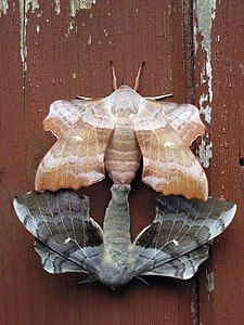 A mating pair of Laothoe populi, by Kateshortforbob