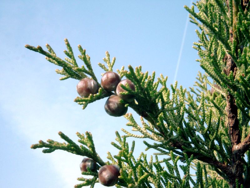 File:Juniperus phoenicea.jpg