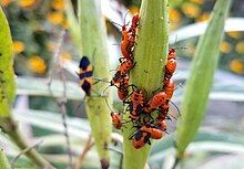 The large milkweed bug