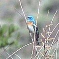 Lazuli Bunting, above Pilar, New Mexico