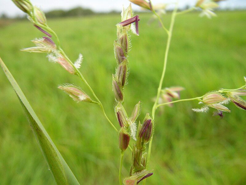 File:Leersia hexandra.jpg