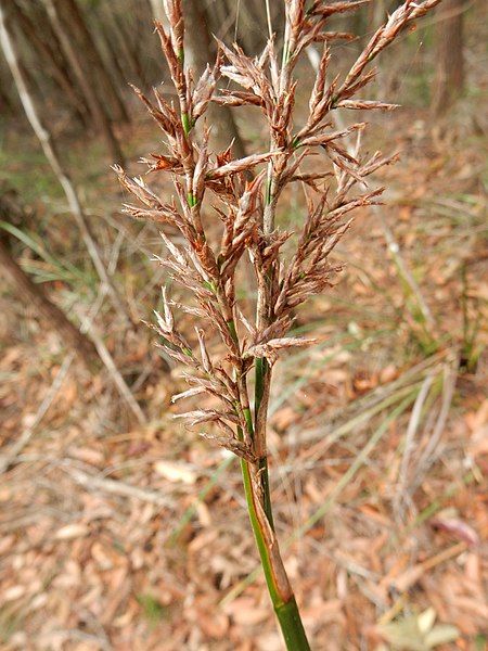 File:Lepidosperma Challenger large.jpg