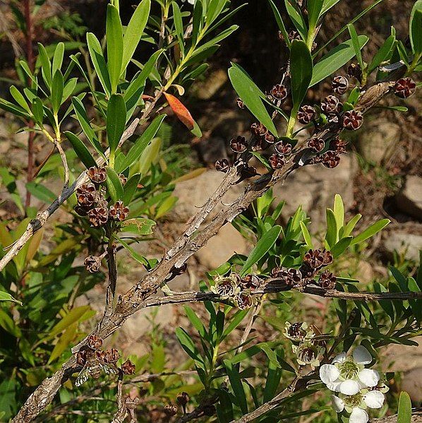 File:Leptospermum emarginatum fruit(2).jpg