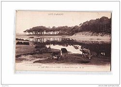 Original Marine Landaise cows, near Capbreton