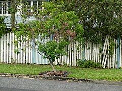 Young street tree in Cairns