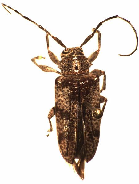 File:Metalamia obtusipennis.jpg