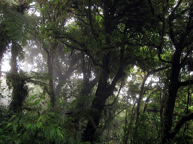 File:Monteverde bosque.jpg