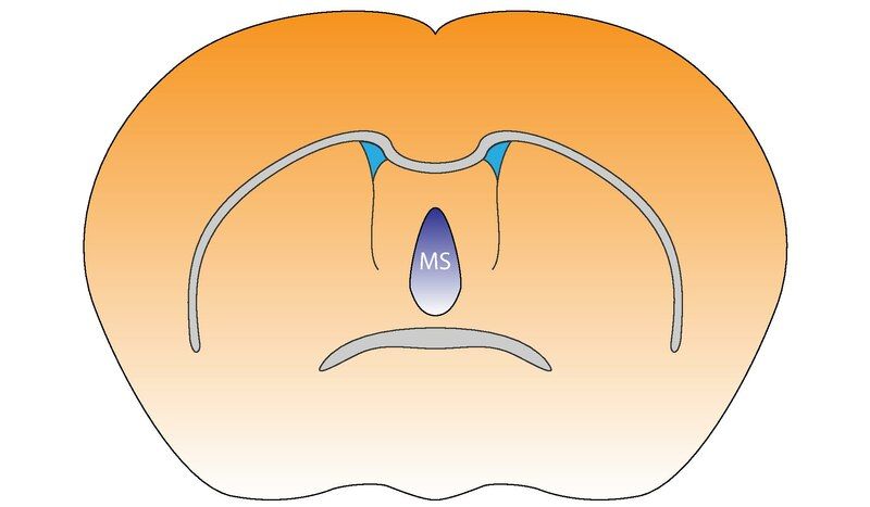 File:Mouse Medial Septum.pdf