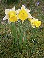 Narcissus pseudonarcissus subsp. pseudonarcissus