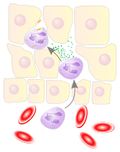 A cartoon depicting a blood vessel and its surrounding tissue cells. There are three similar white blood cells, one in the blood and two among the tissue cells. The ones in the tissue are producing granules that can destroy bacteria.