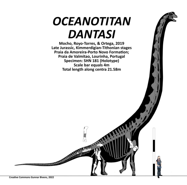 File:Oceanotitan dantasi Skeletal.png