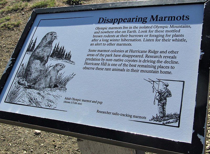 File:Olympic marmot sign.jpg