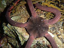 The central disk of a seastar with black legs