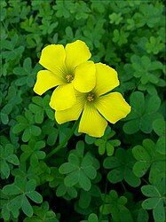 Oxalis pes-caprae חמציץ נטוי