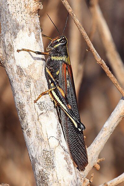 File:Painted-Locust.jpg