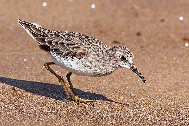 File:Pectoral-sandpiper-floreana.jpg