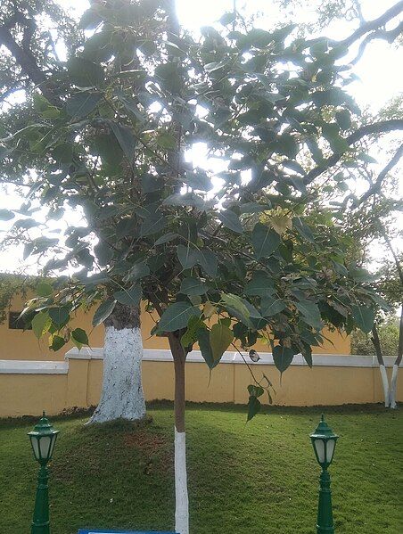 File:Peepal Tree.jpg