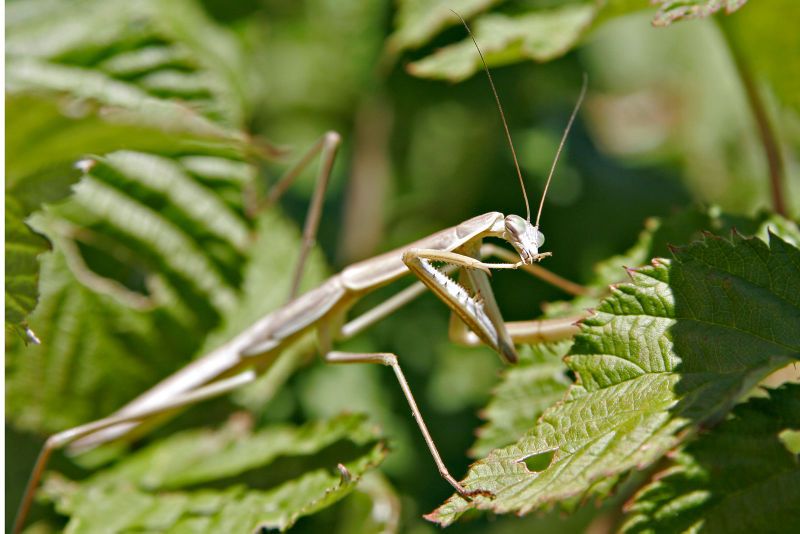 File:Praying mantis cleaning.jpg