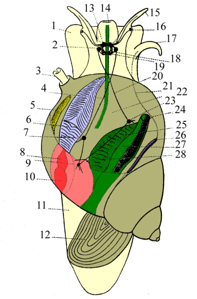 File:Prosobranchia male.png