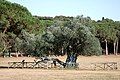 1700-year-old Olive Tree