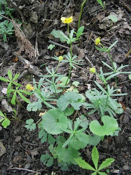 File:Ranunculus auricomus 001.JPG