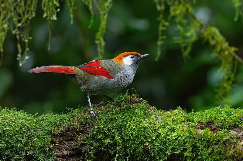 File:Red-tailed Laughingthrush 0A2A2723.jpg