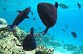 Group of Redtoothed Triggerfish feeding on plankton.