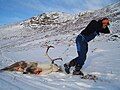 Hunter dragging reindeer