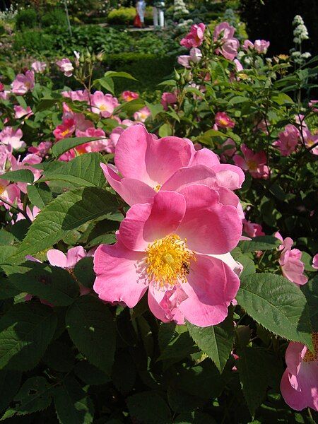 File:Rosa Complicata.JPG