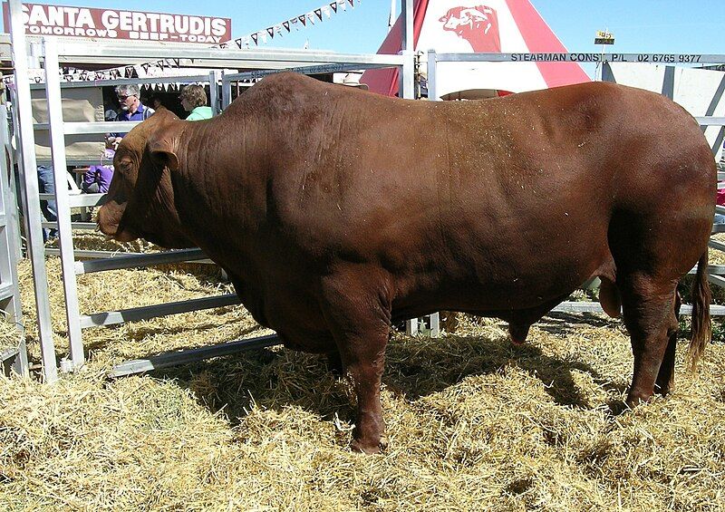 File:Santa Gertrudis bull.JPG